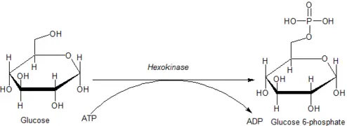 Hexokinase