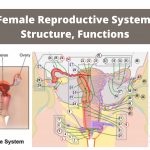Human Female Reproductive System Organs, Structure, Functions