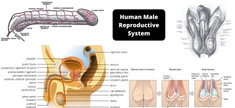 Human Male Reproductive System Organs, Structure, Functions