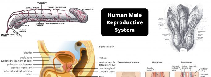 Human Male Reproductive System Organs, Structure, Functions