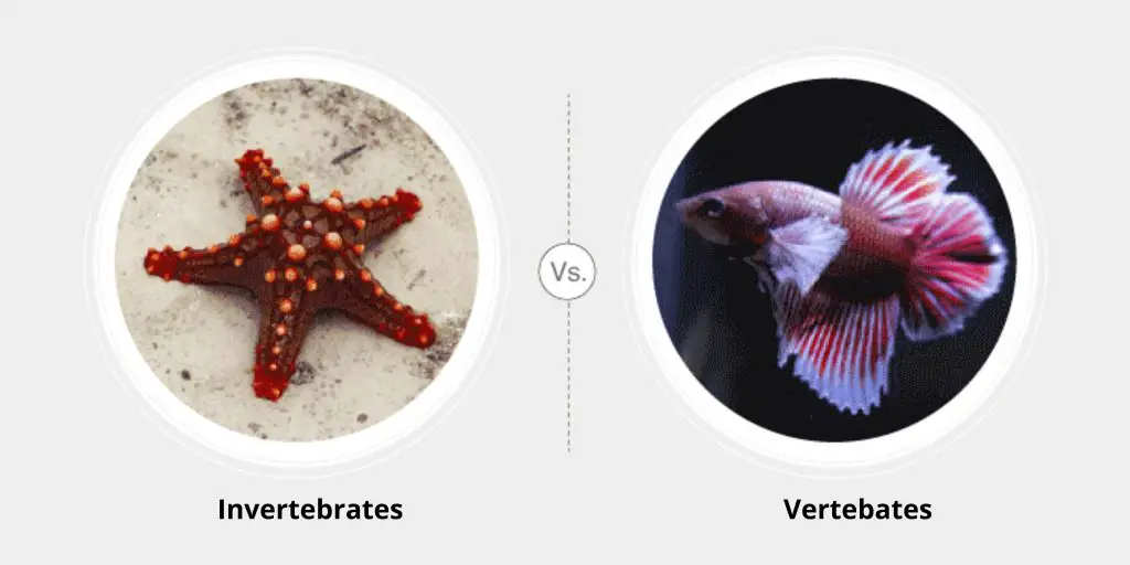 Differences between Invertebrates and Vertebrates