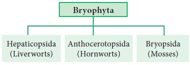 Classification Of Bryophytes
