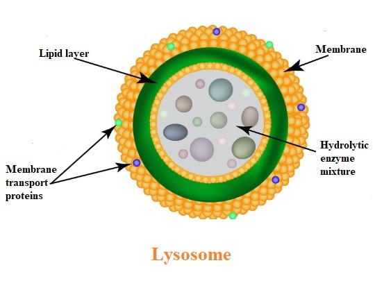 Structure of Lysosomes