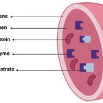 Lysosomes Definition, Structure, Formation, Functions, Types and Diagram