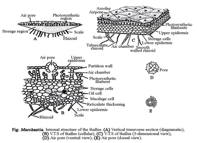 Structure of Marchantia