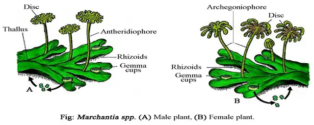 Structure of Marchantia (With Diagram)