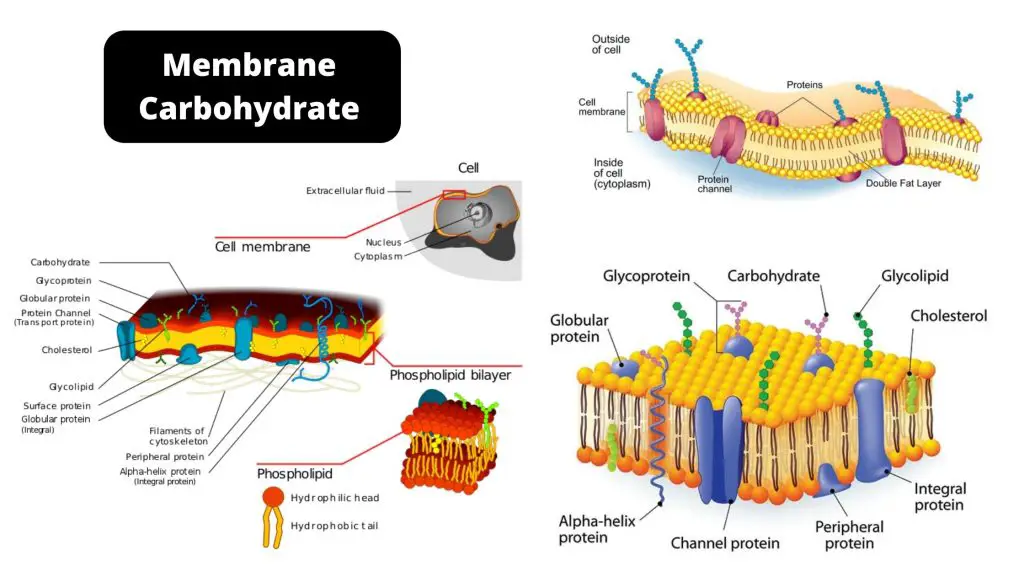 Membrane Carbohydrate Types, Structure, and Function