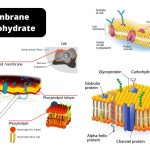 Membrane Carbohydrate Types, Structure, and Function