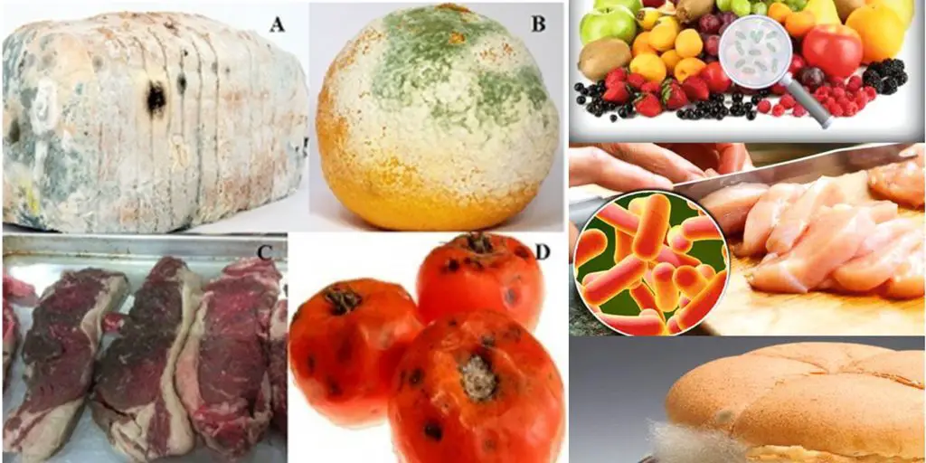 Microbial Food Spoilage Causes, Classification, Process, Factors