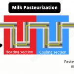 Milk Pasteurization Definition, Procedure, Types, Purpose