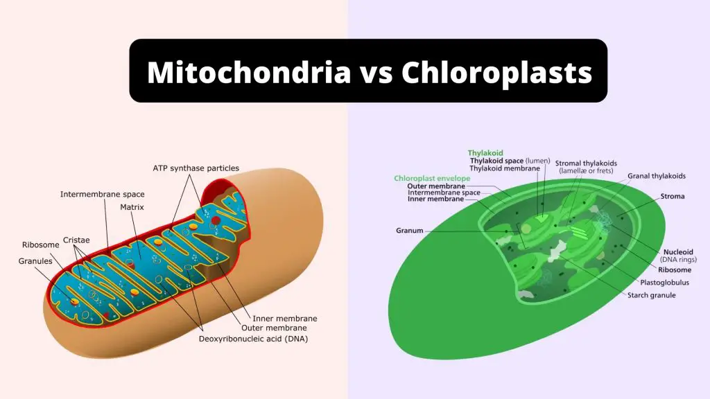 Differences Between Mitochondria and Chloroplast - Mitochondria vs Chloroplasts