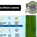 Monocot and Dicot Leaves Definition, Structure, Differences, and Examples