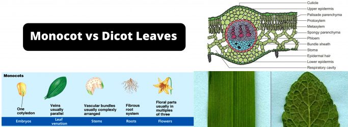 Monocot and Dicot Leaves Definition, Structure, Differences, and Examples