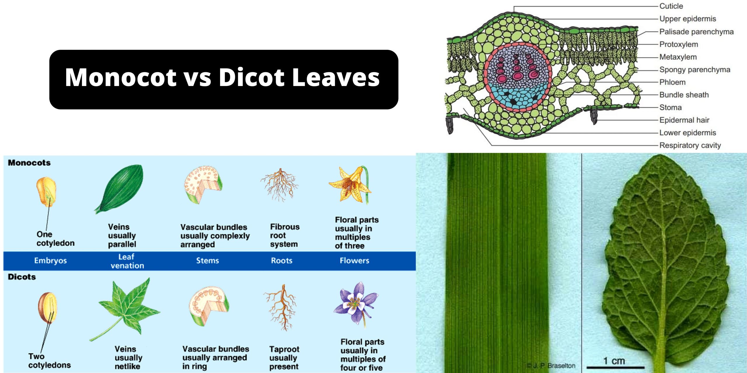 monocot-and-dicot-leaves-definition-structure-differences-and-examples