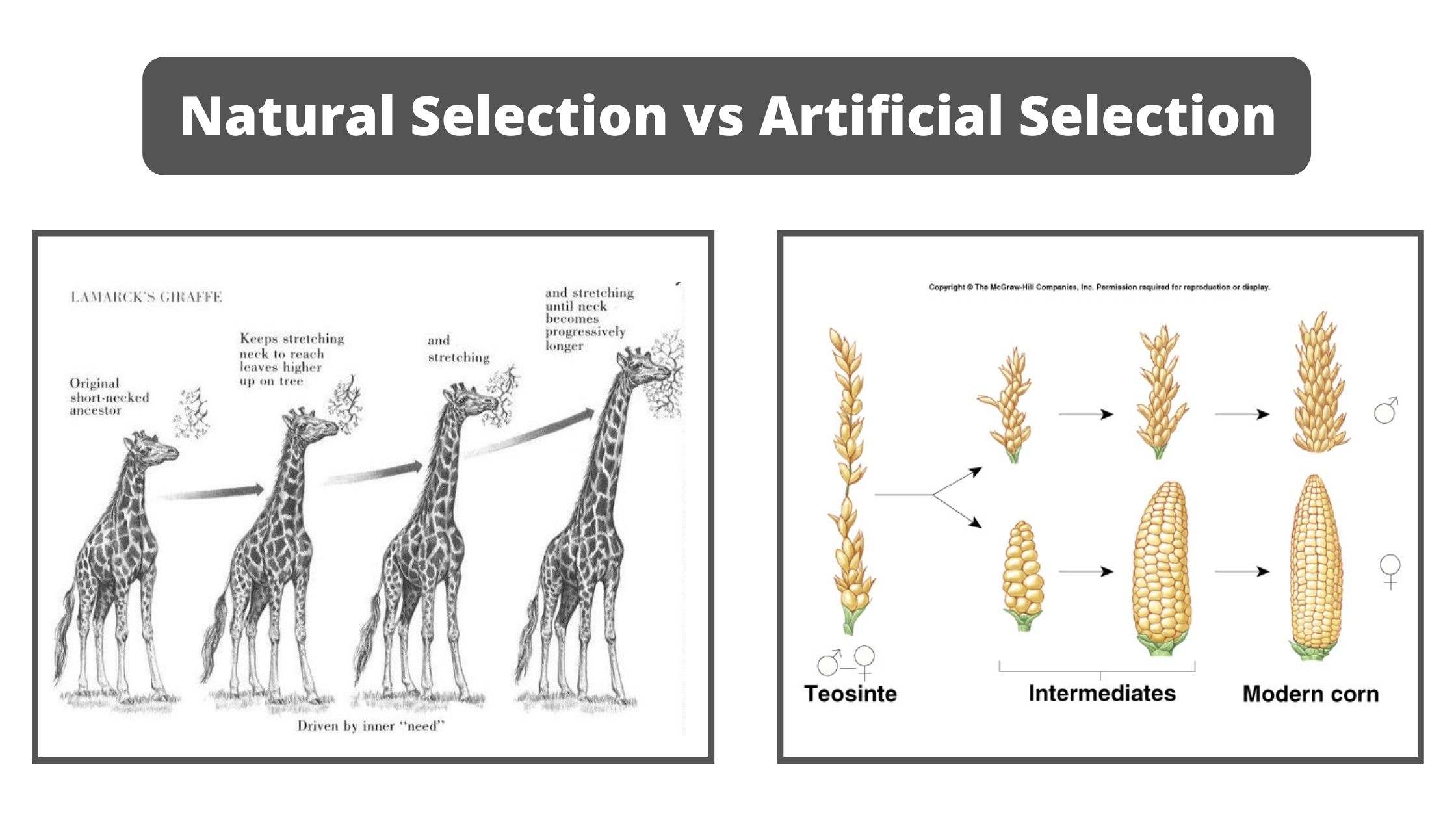 Natural Selection Vs Artificial Selection 
