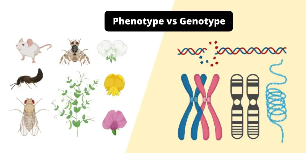 Differences between Phenotype and Genotype - Phenotype vs Genotype