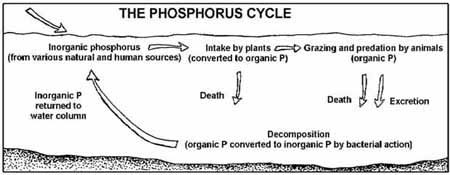 The aquatic phosphorus cycle