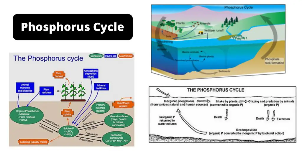 Phosphorus Cycle Definition, Steps, Examples, Significance, and Human Impacts