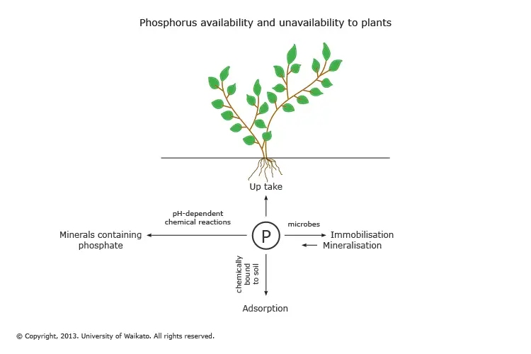Most phosphorus is unavailable to plants