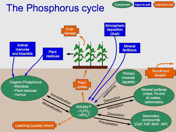 Phosphorus Cycle Steps