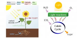 Photosynthesis definition, steps, equation, process, and diagram