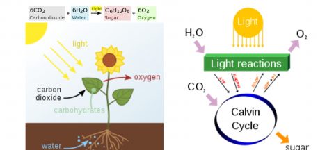 Photosynthesis definition, steps, equation, process, and diagram