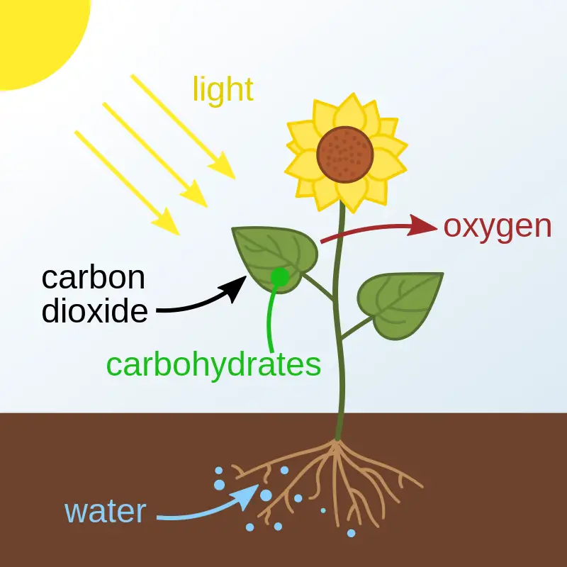 Diagram of photosynthesis in plants.