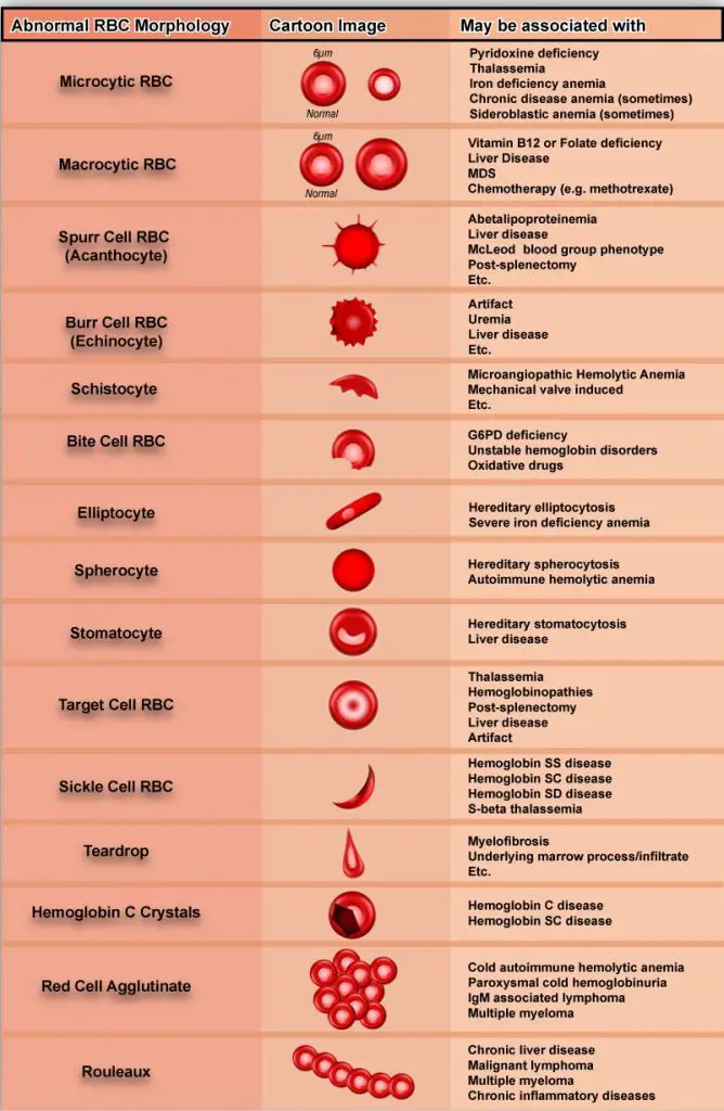 Shape of Red Blood Cell 