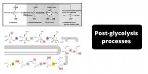 Post-glycolysis processes