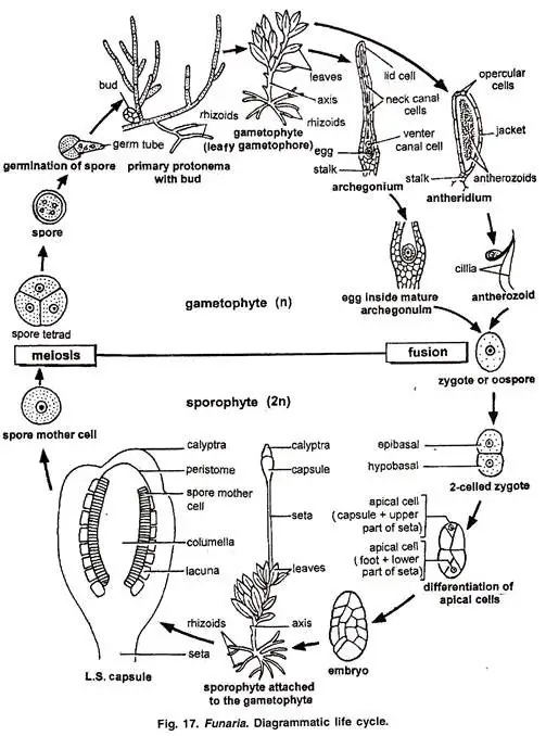 life cycle of Funaria