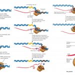 Prokaryotic Transcription Definition, Stages, Significance