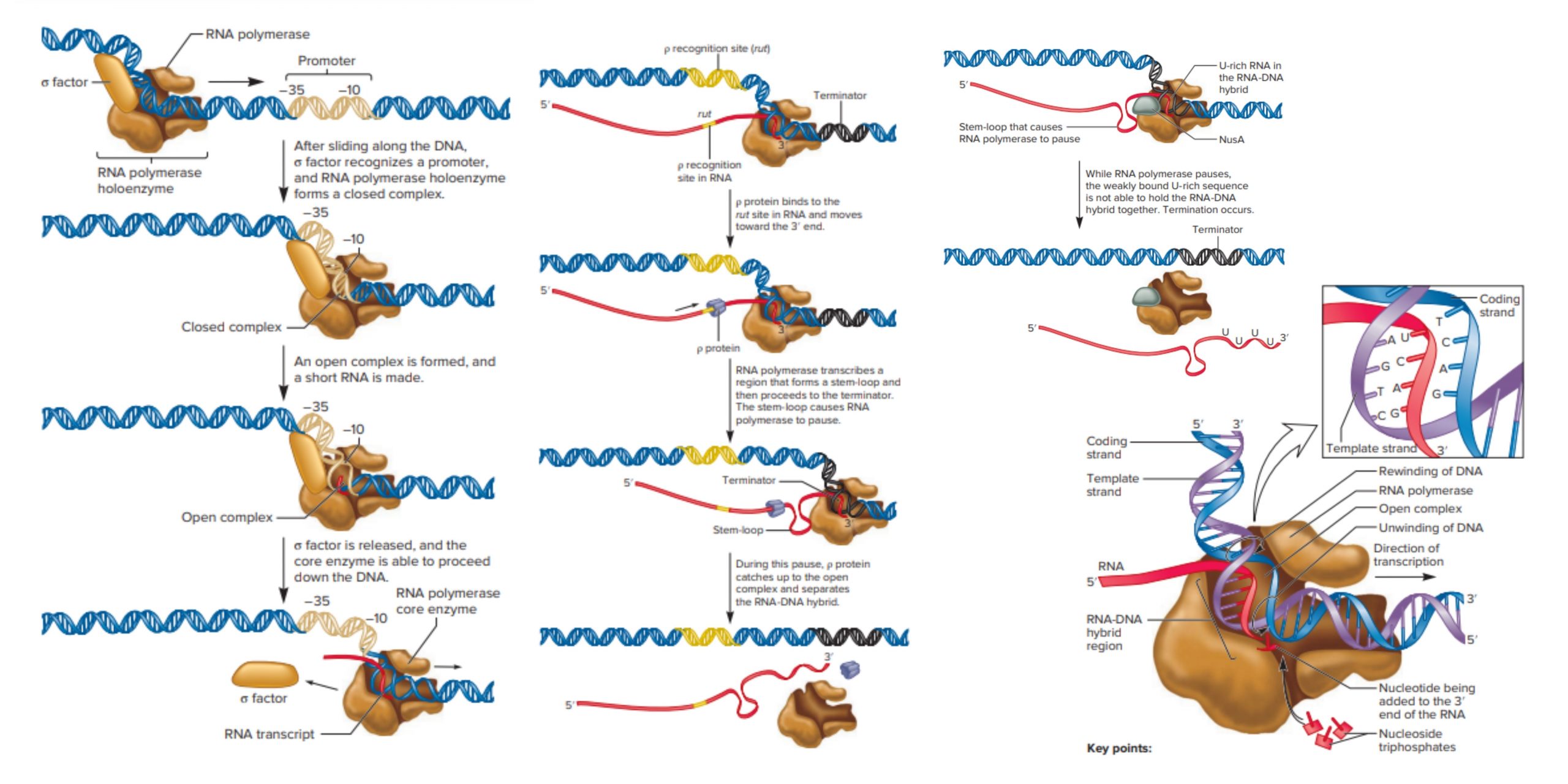 Prokaryotic Transcription Definition, Stages, Significance