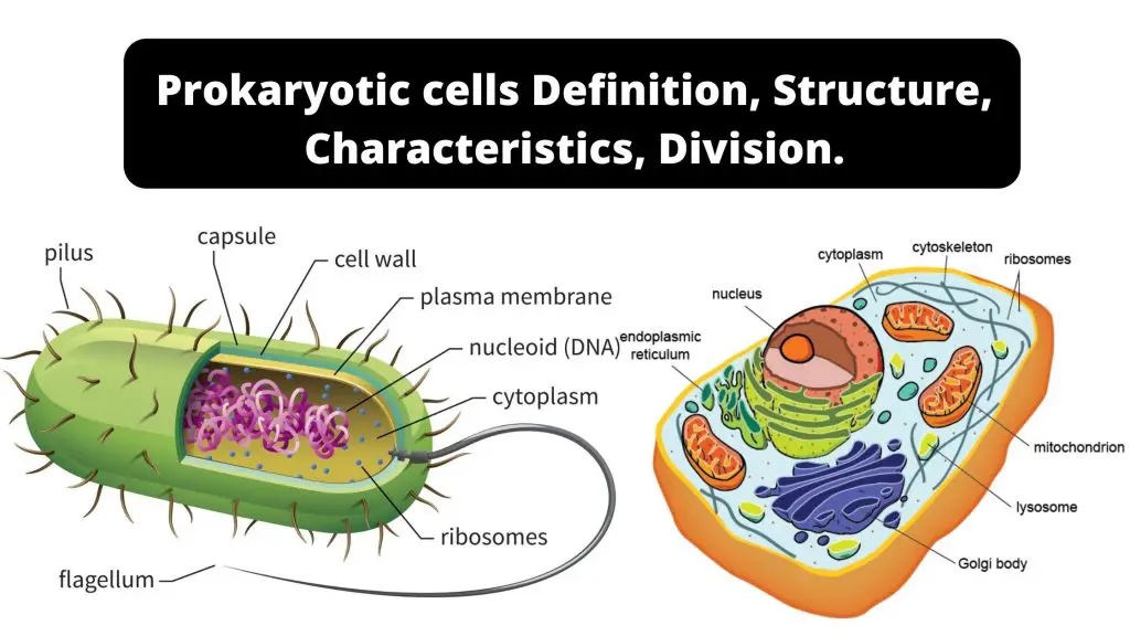 Prokaryotic cells Definition, Structure, Characteristics, Division.