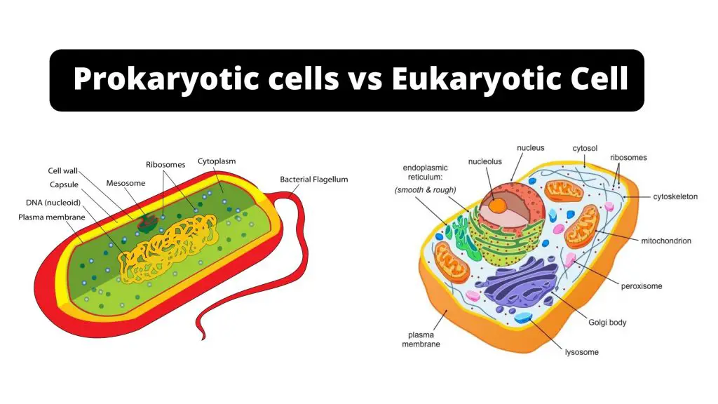 Difference Between Prokaryotic cell and Eukaryotic Cell - Prokaryotic cells vs Eukaryotic Cells