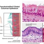 Pseudostratified columnar epithelium Definition, Structure, Function, Types