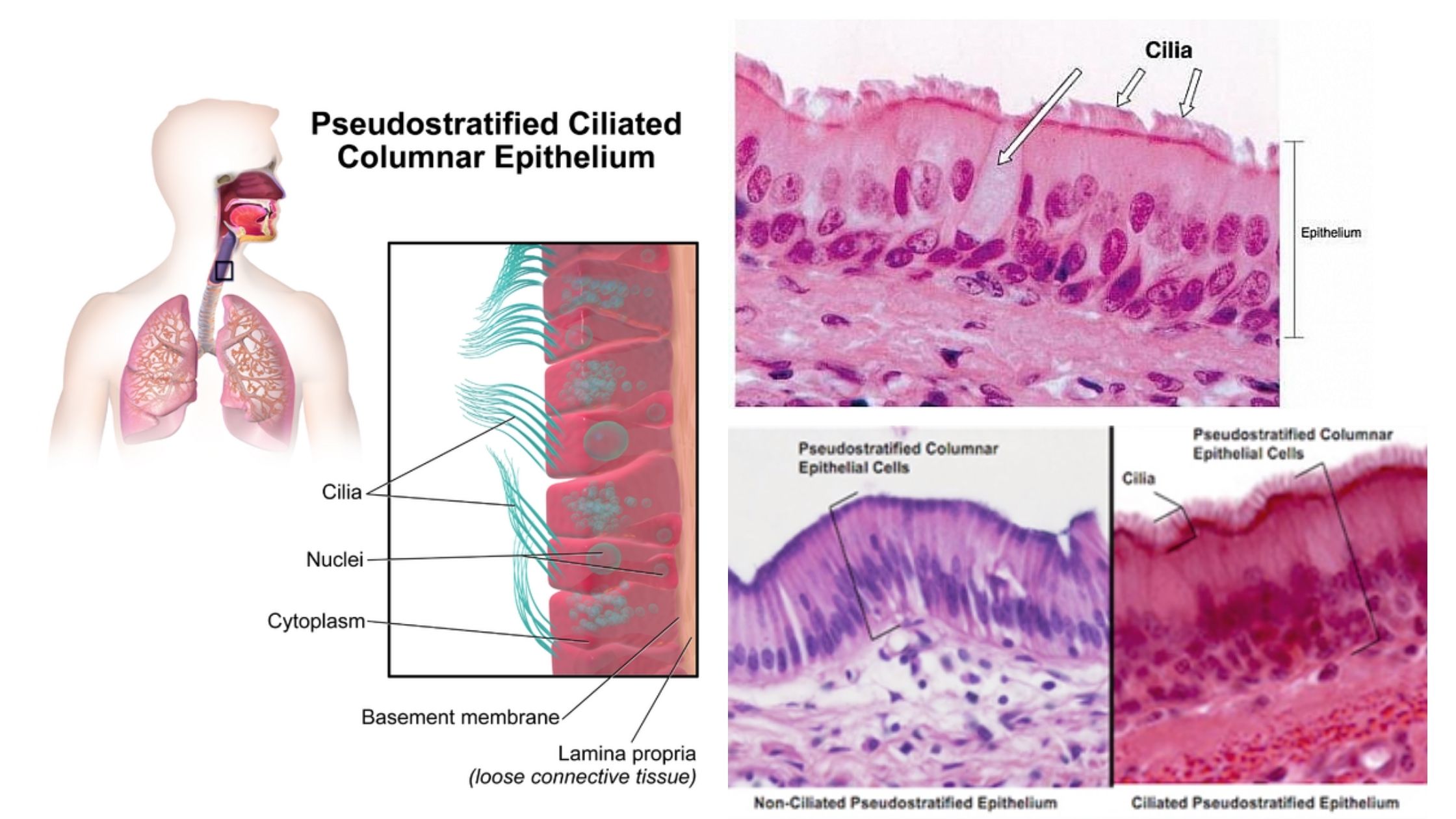 Pseudostratified columnar epithelium Definition, Structure, Function, Types