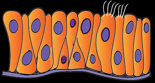 Drawing of a typical Pseudostratified columnar epithelium