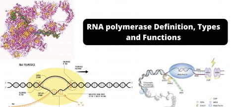 RNA polymerase Definition, Types, and Functions