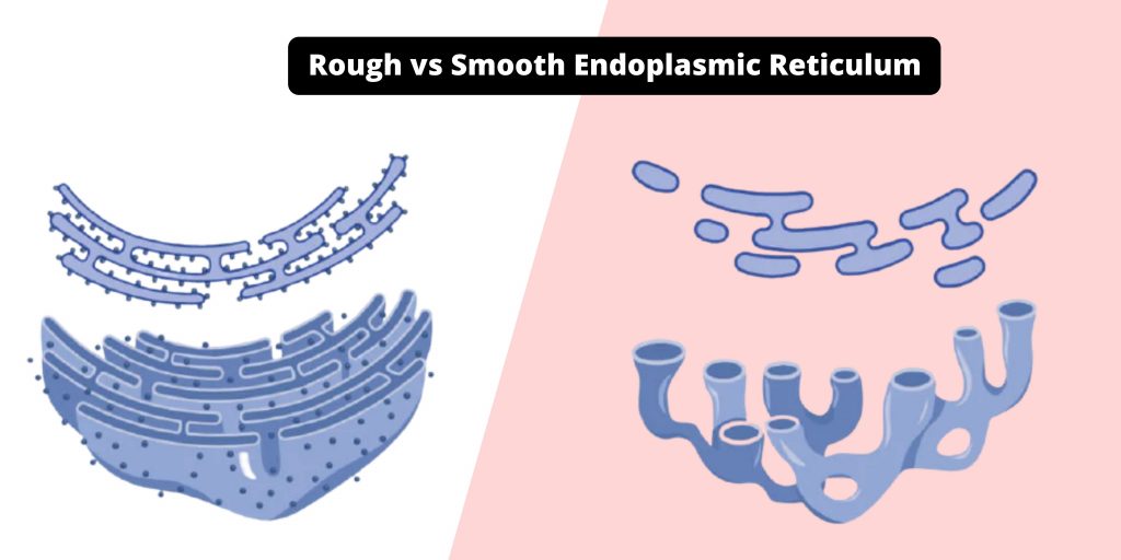 Rough vs Smooth Endoplasmic Reticulum
