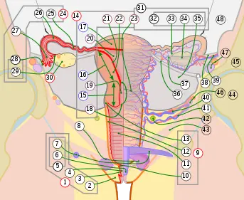 Human Female Reproductive System Diagram