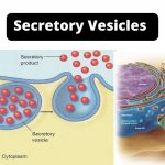 Secretory Vesicles Definition, Structure, Functions, and Diagram