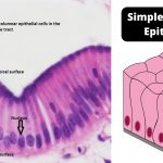 Simple columnar epithelium definition, structure, functions, examples