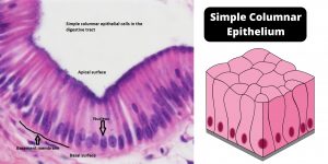 Simple columnar epithelium definition, structure, functions, examples