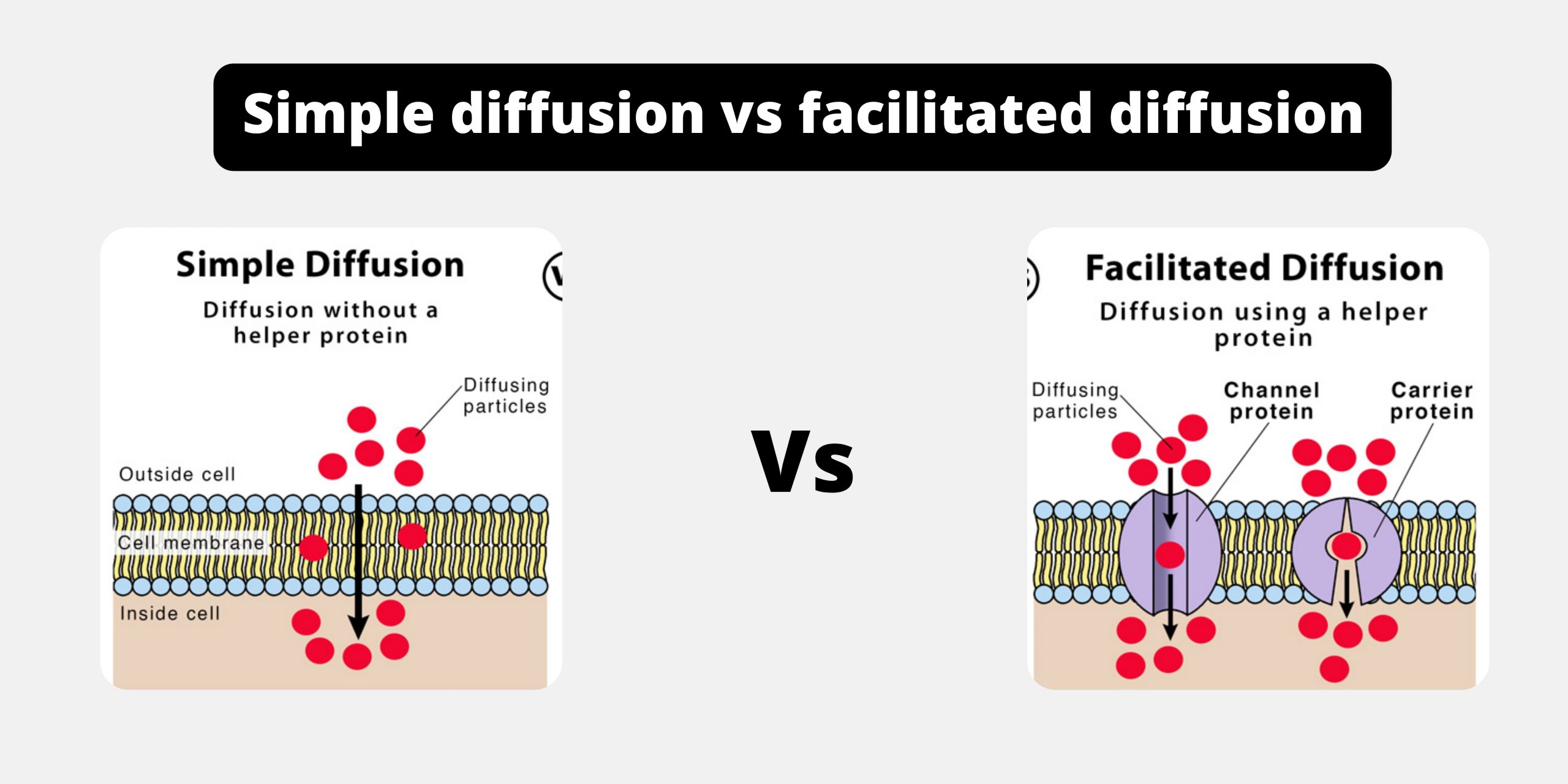 simple diffusion vs facilitated diffusion