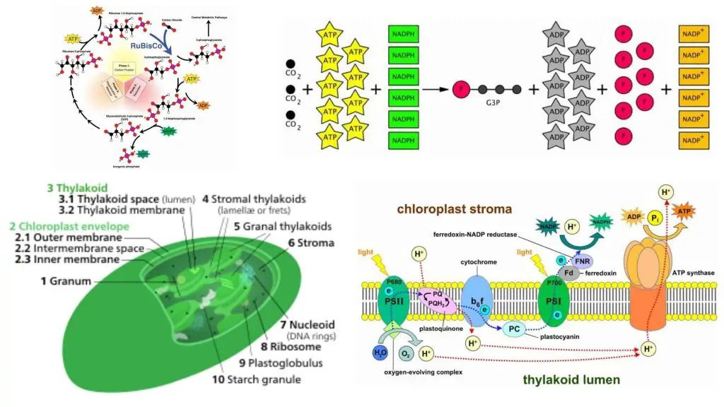 Stroma in chloroplast and Stroma in Animal Tissue