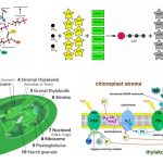 Stroma in chloroplast and Stroma in Animal Tissue