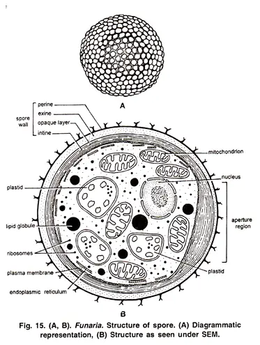 Structure and Germination of Spore