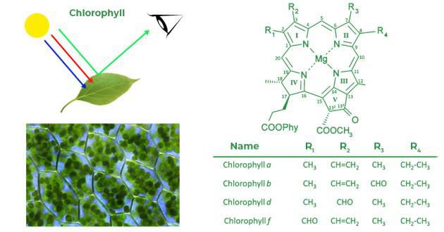 Structure of Chlorophyll
