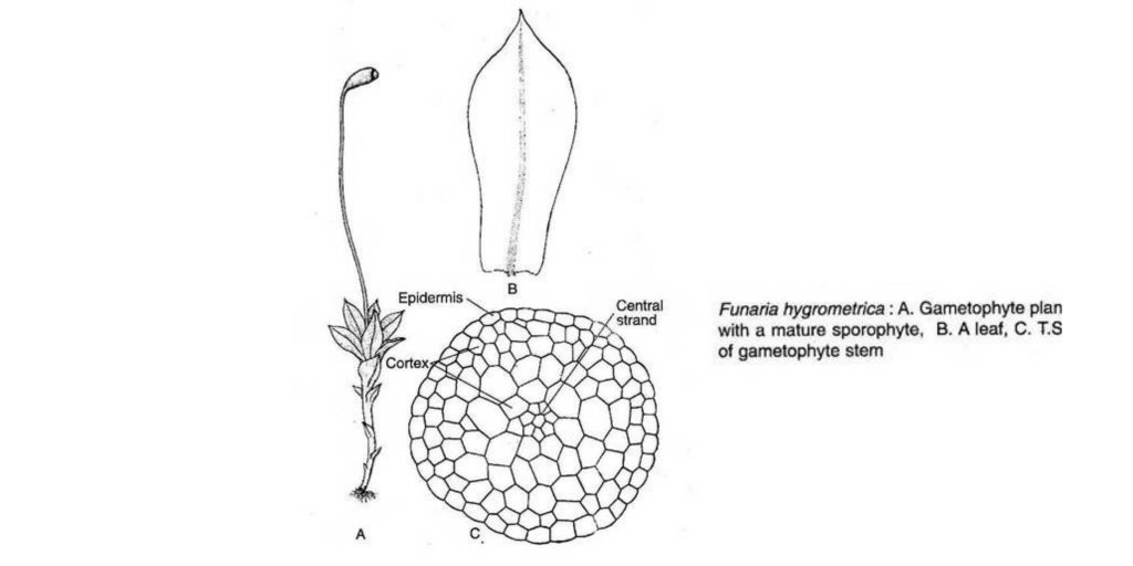 Structure of Funaria (With Diagram)