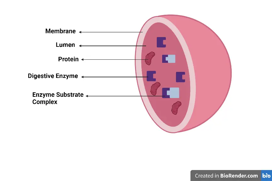 Structure of Lysosomes